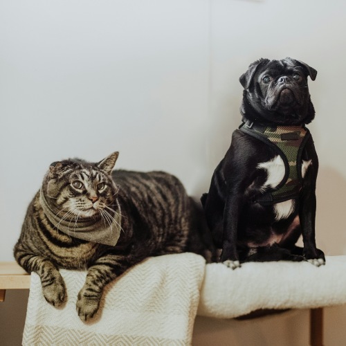 dog and cat sitting on a chair next to each other